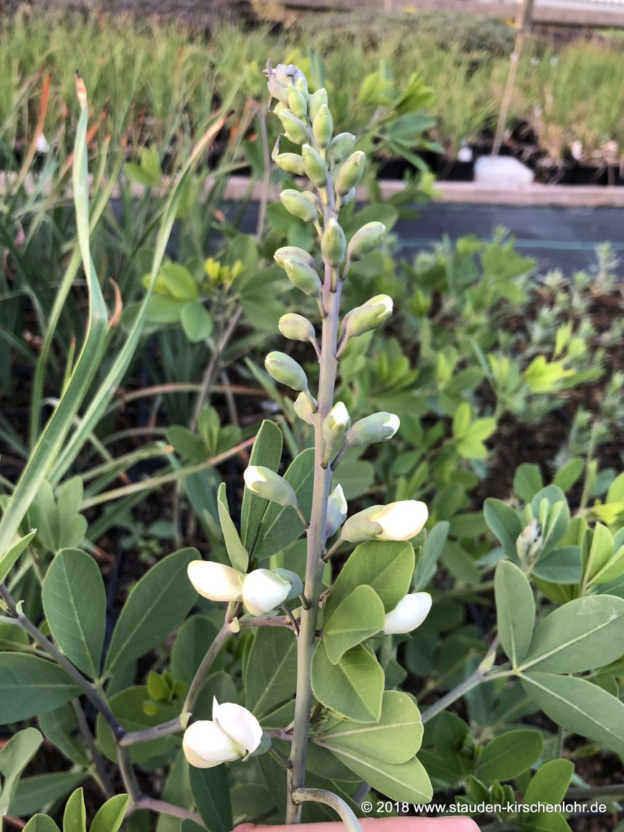 Baptisia alba var macrophylla B lactea Staudengärtnerei