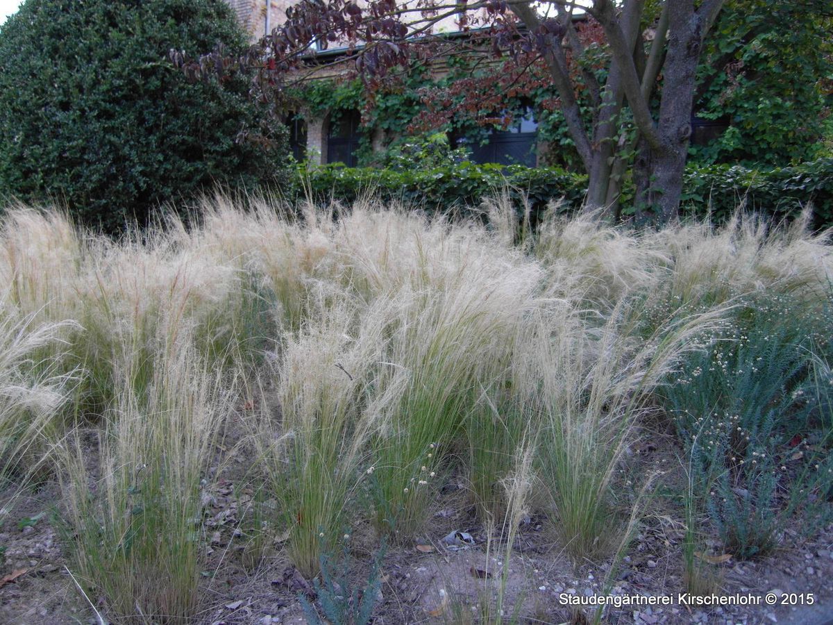 Nassella tenuissima Pony Tails Stipa Staudengärtnerei