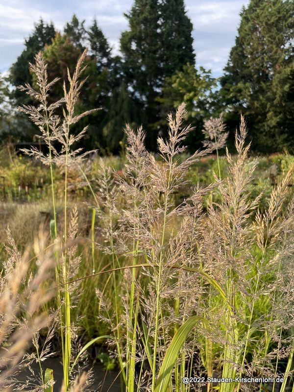 Calamagrostis Arundinacea Lushan Brachytricha Staudeng Rtnerei