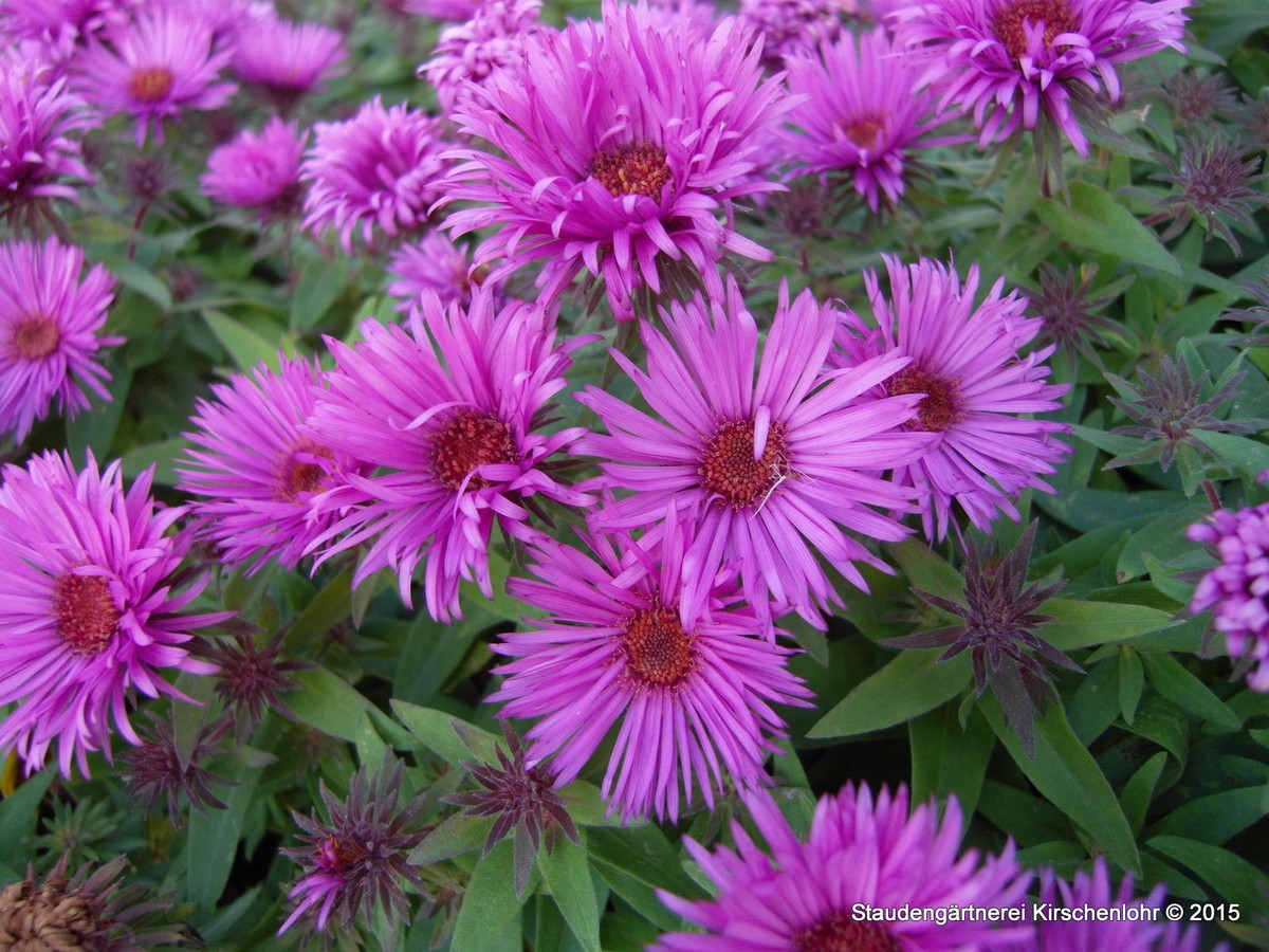 Symphyotrichum novae angliae Vibrant Dome Staudengärtnerei