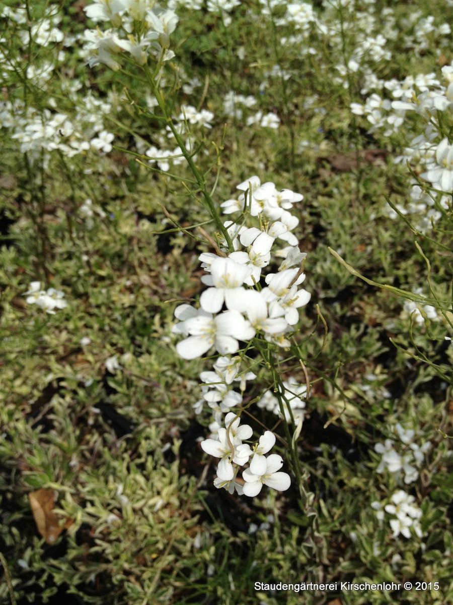 Arabis ferdinandicoburgii 'Variegata' Staudengärtnerei Kirschenlohr