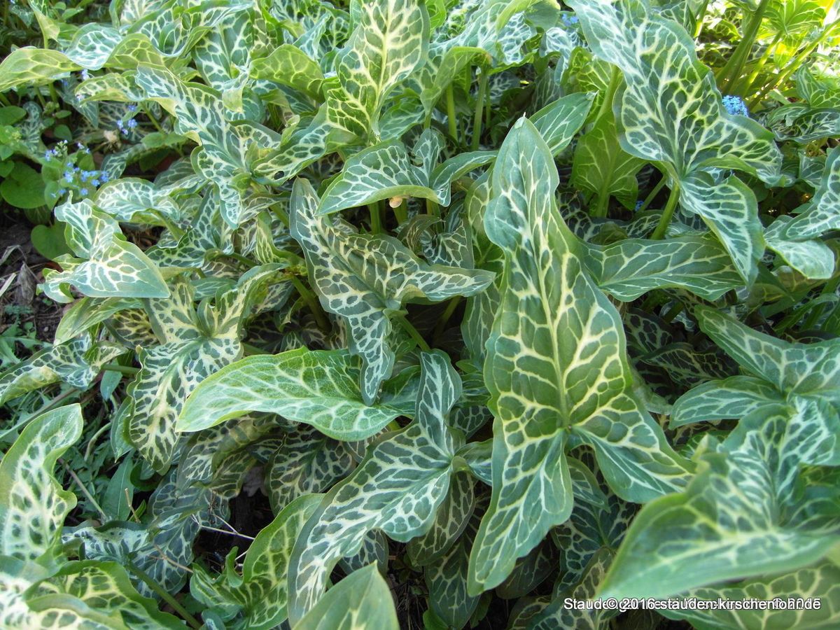 Arum italicum 'Marmoratum' ('Pictum') Staudengärtnerei Kirschenlohr