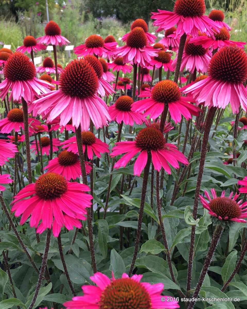 Echinacea ‘Sensation Pink’ ® :: E-G