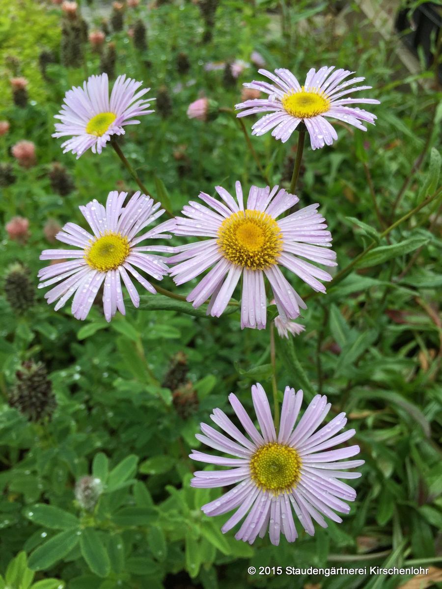 Erigeron Quakeress E G