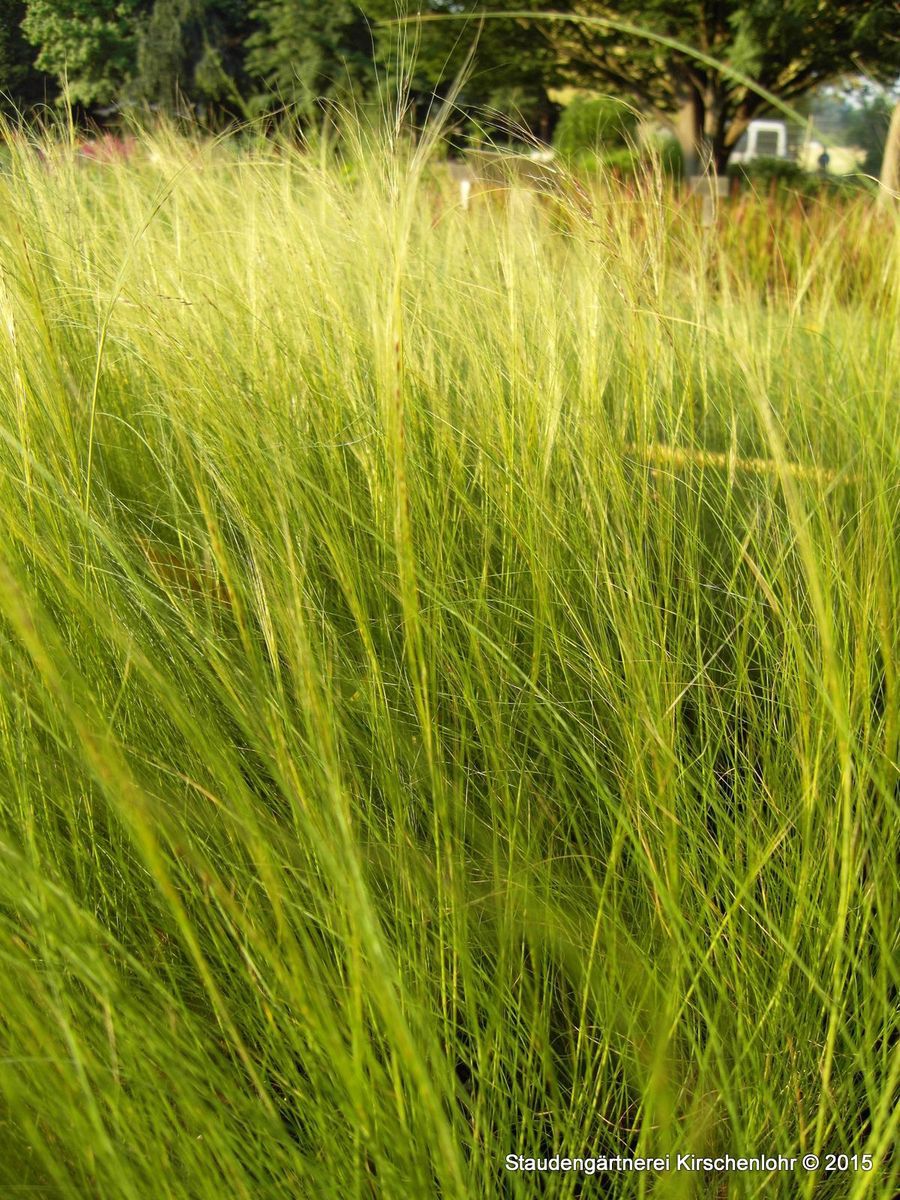 Nassella tenuissima 'Pony Tails' (Stipa) Staudengärtnerei