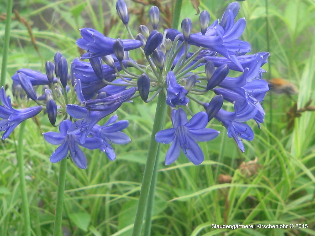 Agapanthus 'Johanna Gärtner' Staudengärtnerei Kirschenlohr