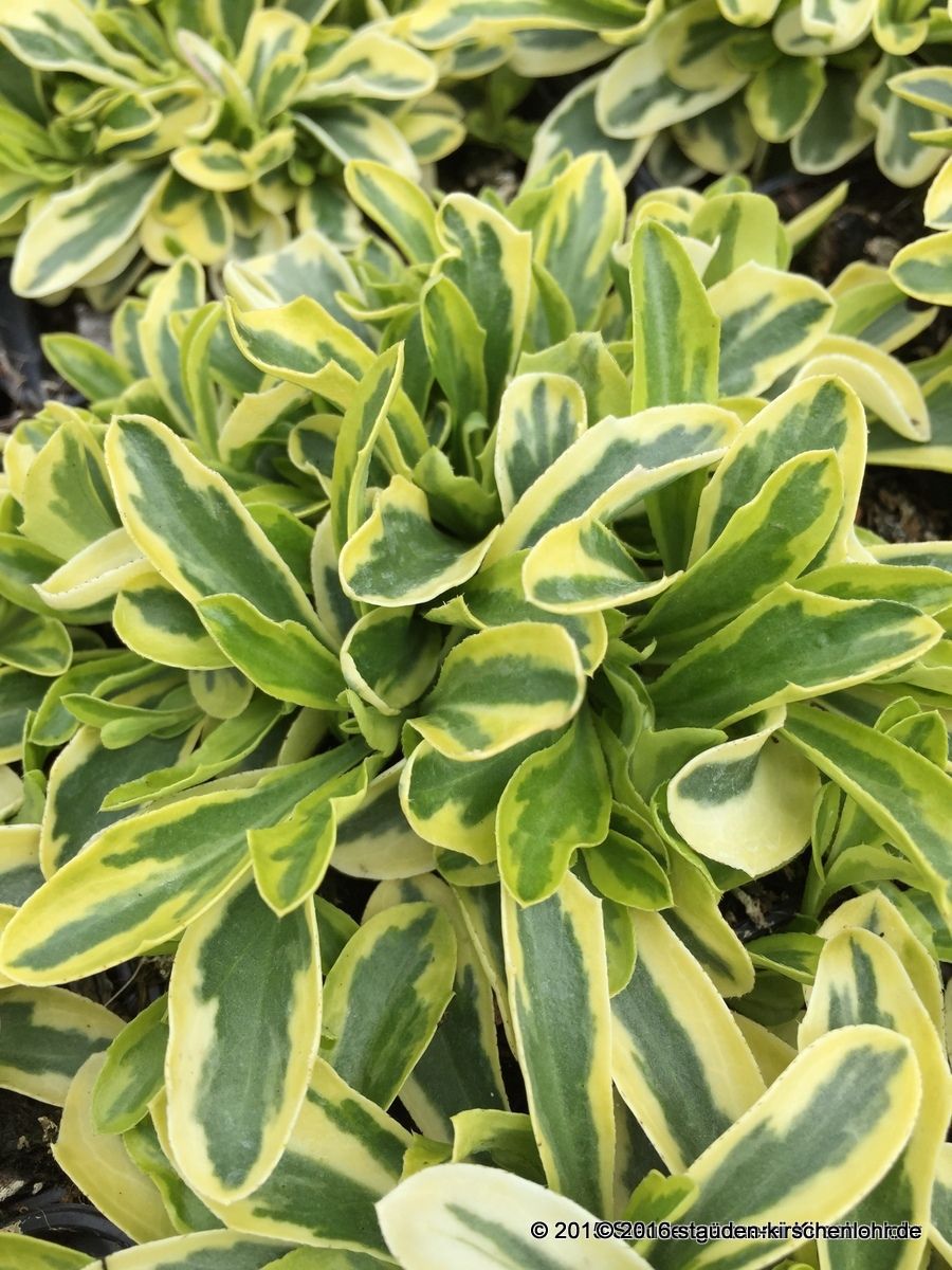 Arabis ferdinandicoburgii 'Old Gold' Staudengärtnerei Kirschenlohr
