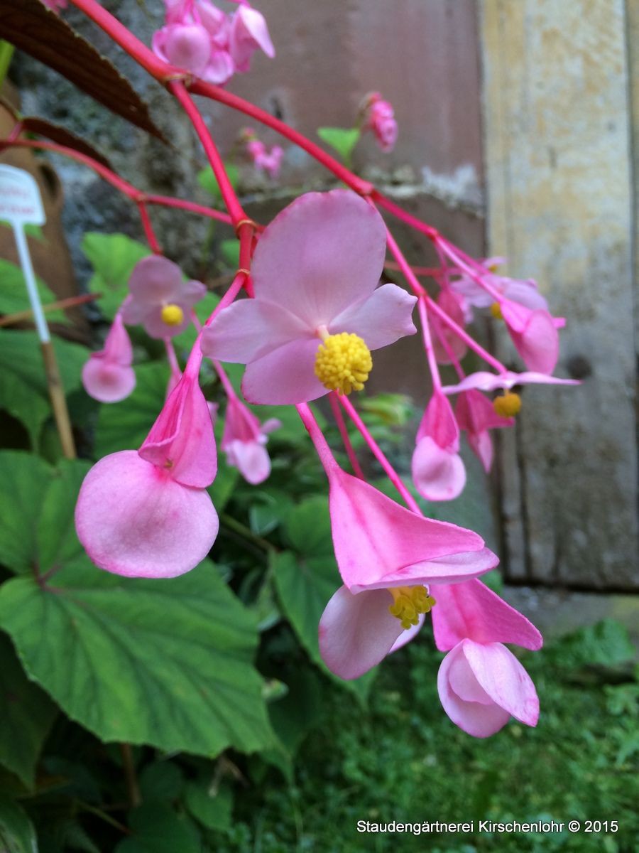 Begonia grandis subsp. grandis Staudengärtnerei Kirschenlohr