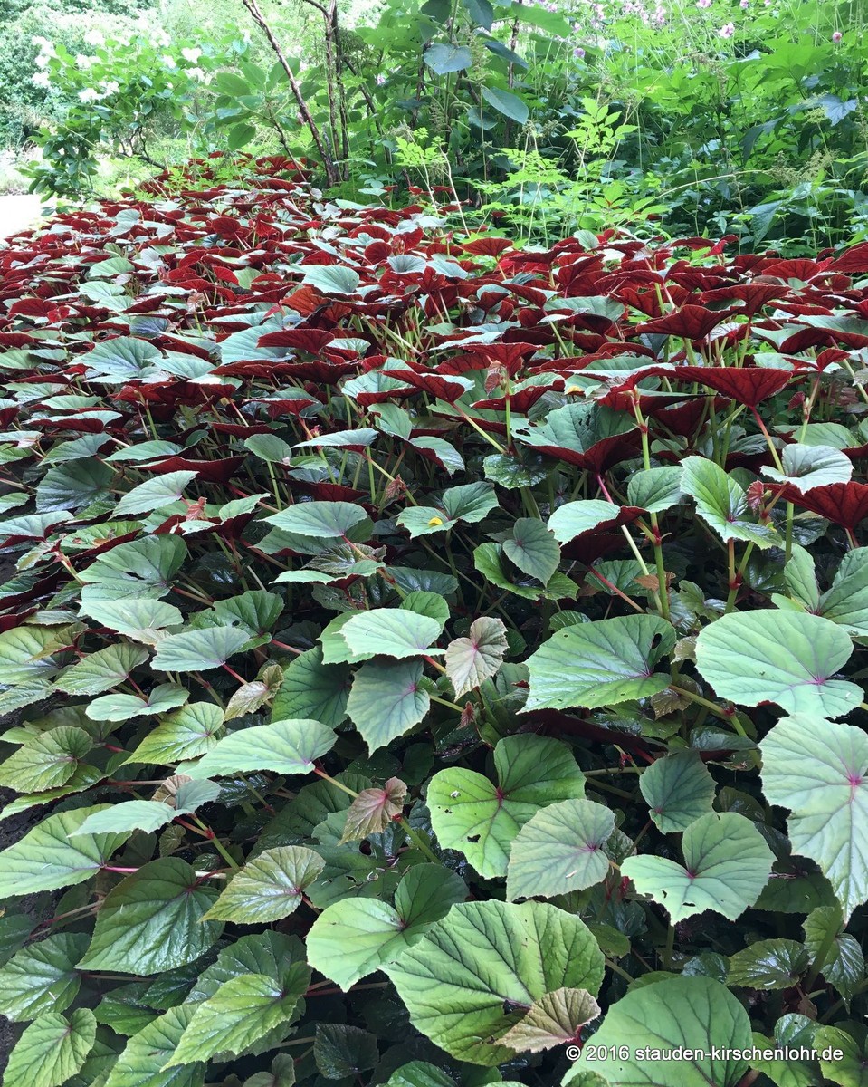 Begonia grandis subsp. grandis Staudengärtnerei Kirschenlohr