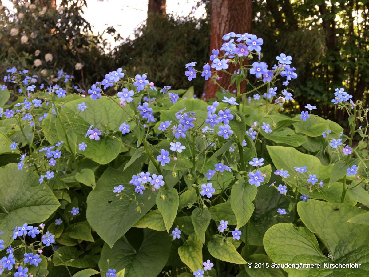 Brunnera sibirica Staudengärtnerei Kirschenlohr für Stauden