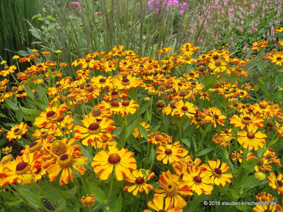 Helenium Rauchtopas Staudengärtnerei Kirschenlohr Onlineshop Für