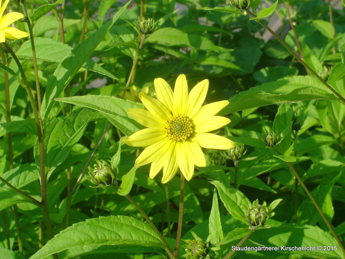 Helianthus 'Lemon Queen' Staudengärtnerei Kirschenlohr