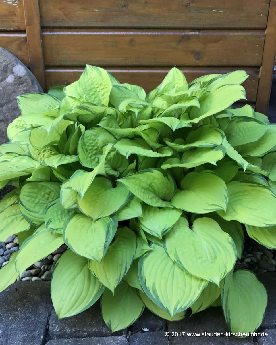 Hosta 'Paradise Island' ® - Staudengärtnerei Kirschenlohr | Onlineshop ...