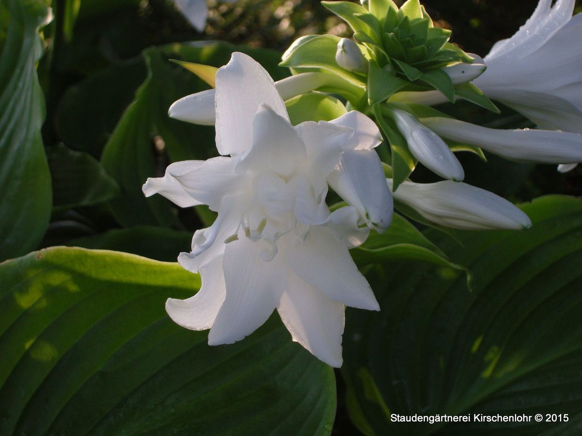 Hosta plantaginea ‘Aphrodite’ - Staudengärtnerei Kirschenlohr