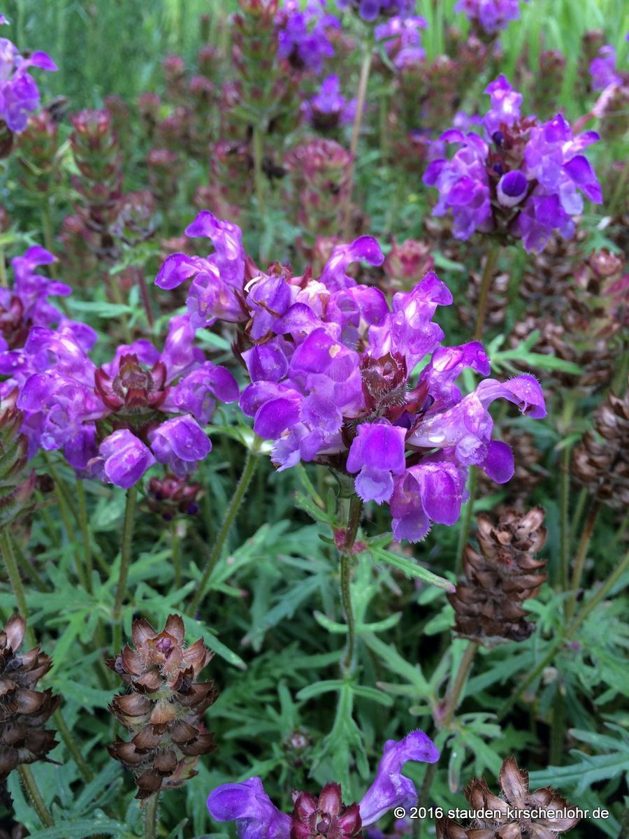 Prunella grandiflora 'Gerhard Rudolf' - Staudengärtnerei Kirschenlohr ...