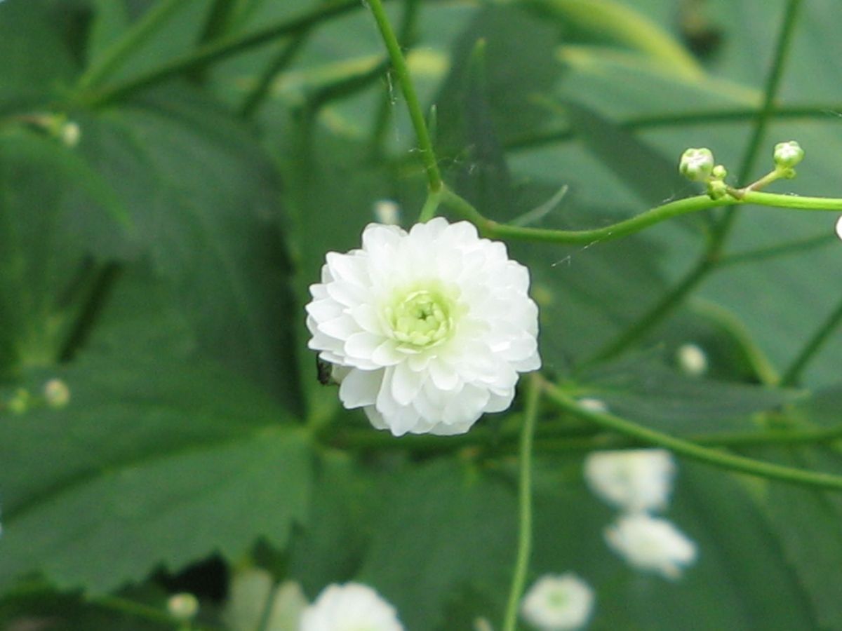 Ranunculus aconitifolius 'Pleniflorus' Staudengärtnerei Kirschenlohr