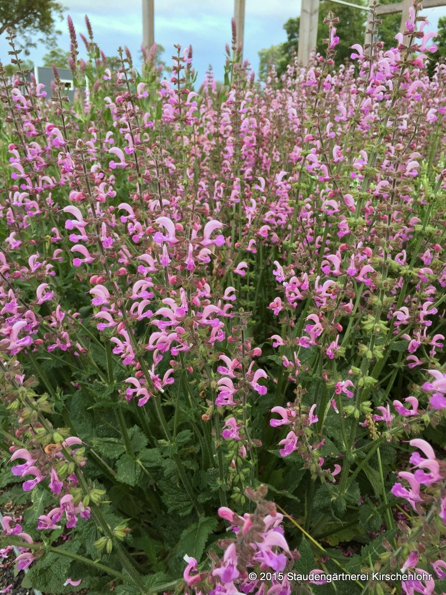 Salvia 'Eveline' ® Staudengärtnerei Kirschenlohr für Stauden