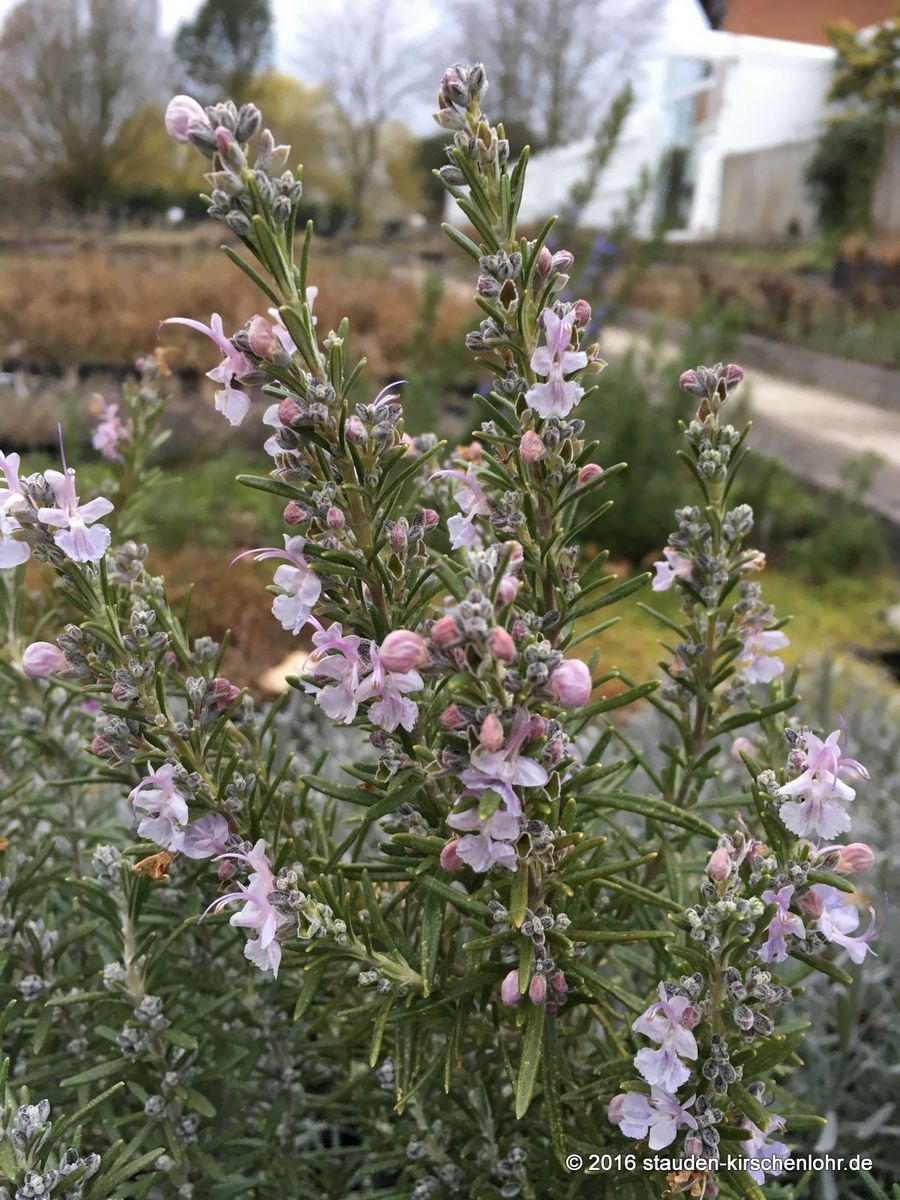 Salvia rosmarinus &amp;#39;Arp&amp;#39; (Rosmarinus) - Staudengärtnerei Kirschenlohr ...